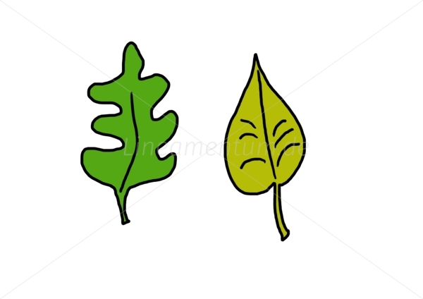 Blaetter von Baeumen im Wald.jpg Blaetter von Baeumen im Wald.jpg