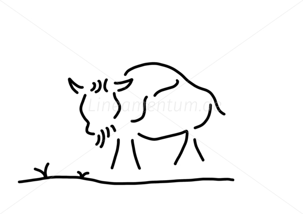 bison bueffel amerika