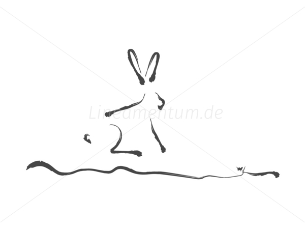 hase feldhase wild