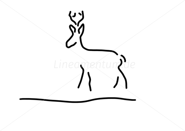reh hirsch rehbock wild reh hirsch rehbock wild