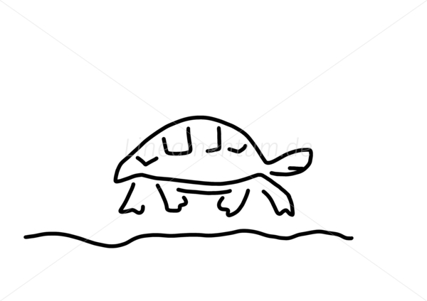 schildkroete reptilien panzer