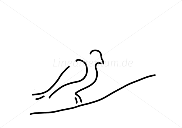 taube stadt fuettern